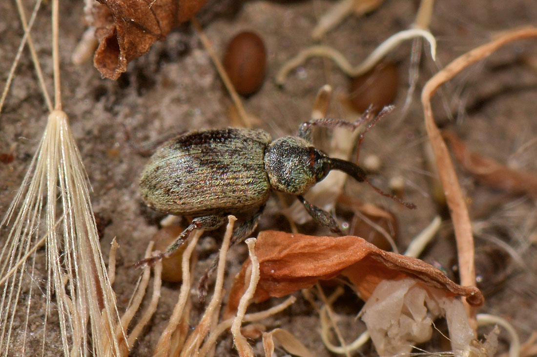 Curculionidae: Hypera sp.?   S,  Hypera meles